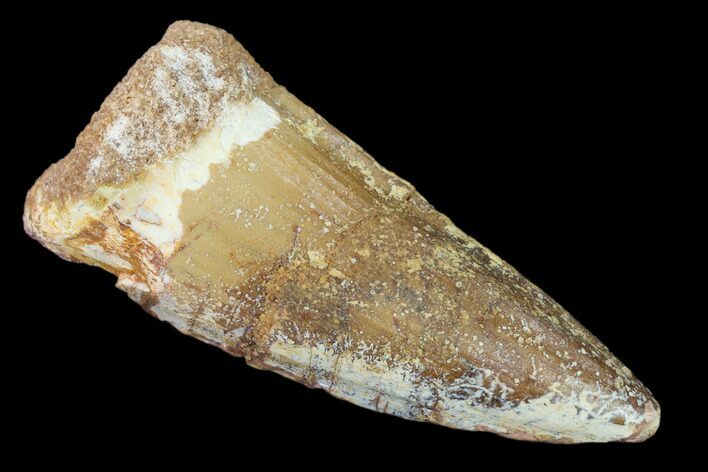 Spinosaurus Tooth - Real Dinosaur Tooth #140763